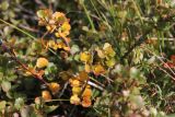 Betula rotundifolia. Верхушки побегов с листвой в осенней окраске. Республика Алтай, Кош-Агачский р-н, окр. Джумалинских источников, ≈ 2400 м н.у.м. 5 августа 2020 г.