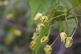 Acer platanoides. Отцветшие цветки. Калужская обл., Боровский р-н, левый берег р. Протва в 500-600 м ниже дер. Дедюевка, заливной луг. 29 мая 2022 г.