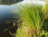 Carex aquatilis