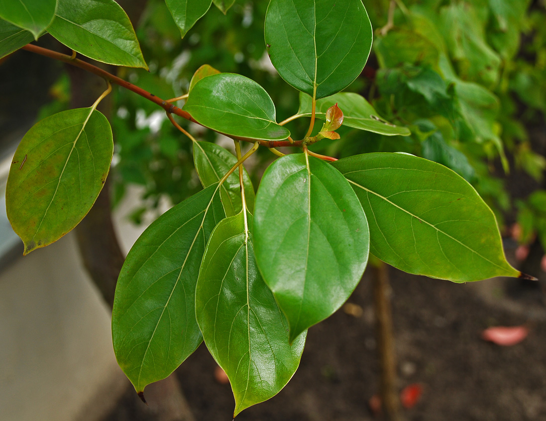 Изображение особи Cinnamomum camphora.