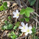 Oxalis acetosella. Цветущее растение в смешанном лесу. Карачаево-Черкесия, Зеленчукский р-н, долина р. Ходюк (выс. 1650 м н.у.м.). 02.05.2010.