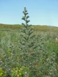 Echium biebersteinii