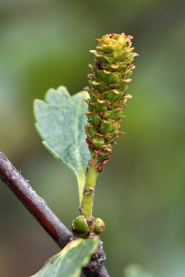 Изображение особи Betula &times; alpestris.