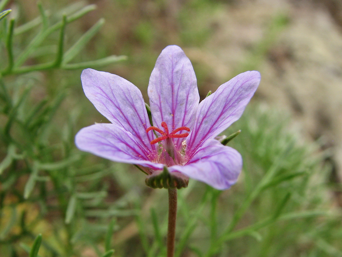 Изображение особи Erodium beketowii.