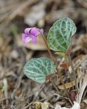 Viola variegata