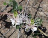 Capparis herbacea. Цветки с муравьями, объеденные кобылками. Узбекистан, Наманганская обл., Папский р-н, 15 км СЗЗ г. Пап, глинистая полупустыня. 20 мая 2023 г.