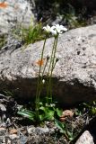 Parnassia laxmannii