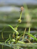 Sparganium × longifolium. Надводные части соцветий: отцветшее и разворачивающееся из-под покрова брактей. Ленинградская обл., Всеволожский р-н, окр. дер. Юкки, юго-вост. берег оз. Тохколодское; Sparganietum в литоральной зоне — популяция гибрида-полусироты, с меньшим участием Sparganium gramineum, в 10 м от уреза воды, песчано-торфянистое дно на глубине около 100 см. 12 августа 2022 г.