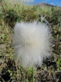 Eriophorum scheuchzeri