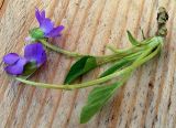 Viola hirta. Часть цветущего растения. Алтай, Шебалинский р-н, с. Камлак. 03.05.2011.