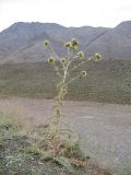 Cirsium congestum. Отцветающее растение. Северный Иран, горный массив Эльбурс, высота 3000 м. Начало августа 2005 г.