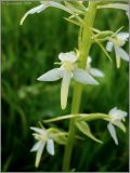 Platanthera bifolia. Часть соцветия. Псковская обл., Новосокольский р-н, окр. дер. Гостилово. 15 июня 2009 г.