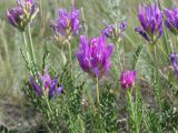 Astragalus onobrychis. Верхушки побегов с соцветиями и листья. Саратовская обл., Саратовский р-н, в степи на пологом северном склоне. 24 июня 2011 г.