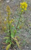 Solidago virgaurea. Цветущее растение. Московская обл., Шатурский р-н, окр. пос. Туголесский Бор. 10.07.2012.