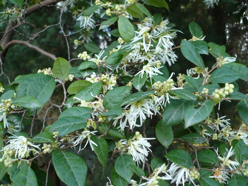 Изображение особи Loropetalum chinense.