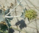 Eryngium maritimum. Часть растения с соплодием. Украина, Херсонская обл., Скадовский р-н, о-в Джарылгач, прибрежная зона, дюнные пески. Август 2012 г.