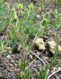 Potentilla astracanica. Соцветие. Ростовская обл., Куйбышевский р-н, окр. пос. Лысогорка. 15.05.2012.