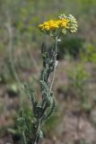 Achillea taurica