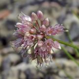 Allium splendens. Соцветие. Якутия, Хангаласский улус, берег р. Лены. Июль 2013 г.