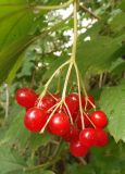 Viburnum opulus. Соплодие. Украина, г. Запорожье, сырой участок, возле ручья, под деревьями. 29.09.2013.