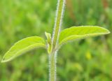 Clinopodium vulgare