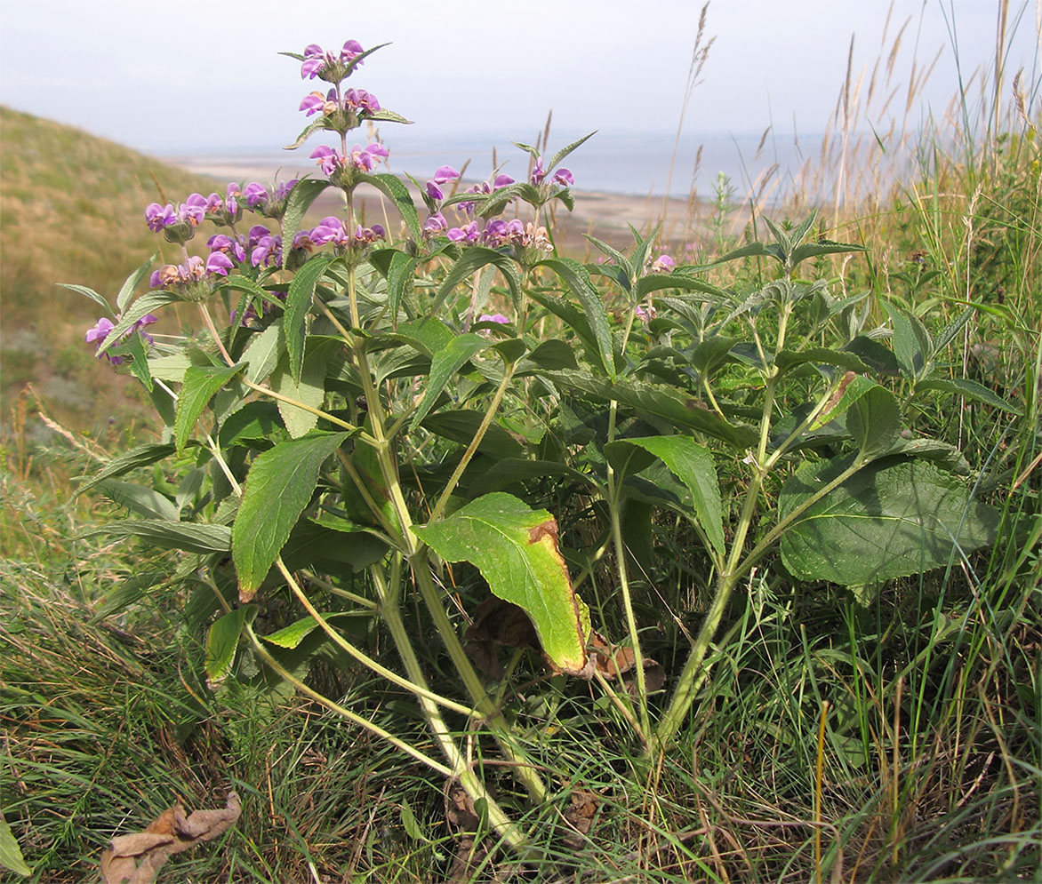 Изображение особи Phlomis taurica.