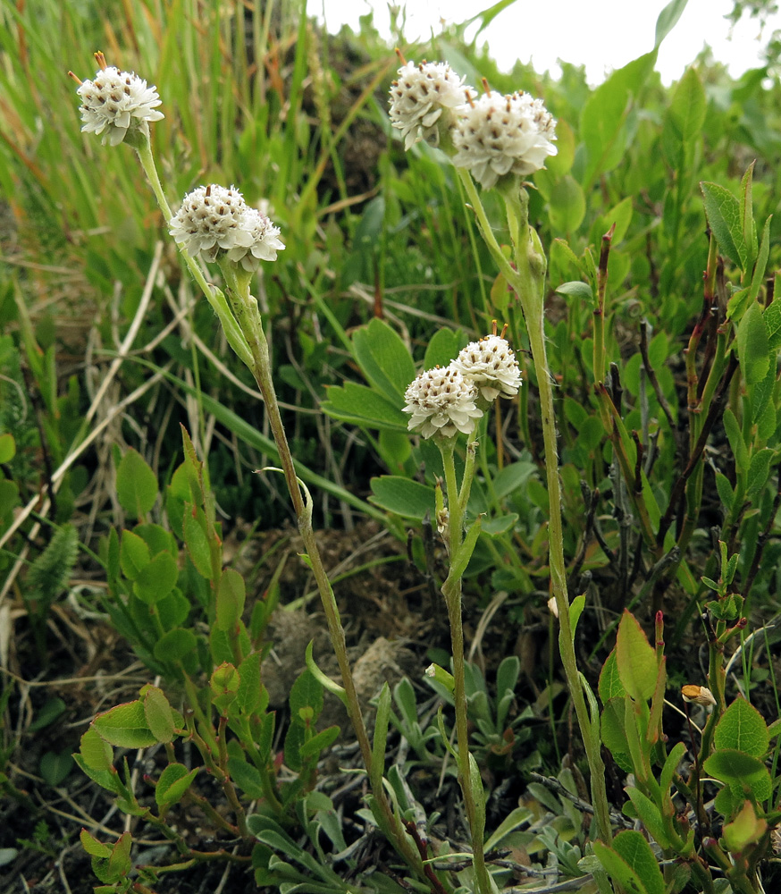 Изображение особи Antennaria dioica.