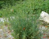 Papaver stevenianum. Плодоносящее растение. Краснодарский край, окрестности Геленджика, Нижний парк сафари, склон. 05.05.2013.