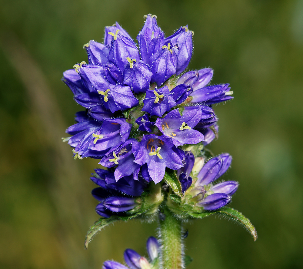 Изображение особи Campanula cervicaria.