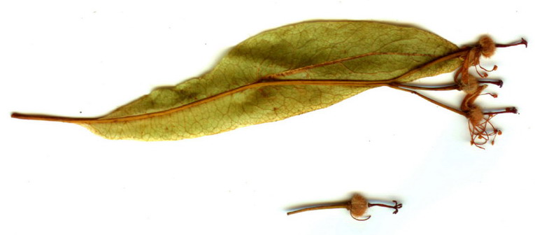 Image of Tilia nasczokinii specimen.