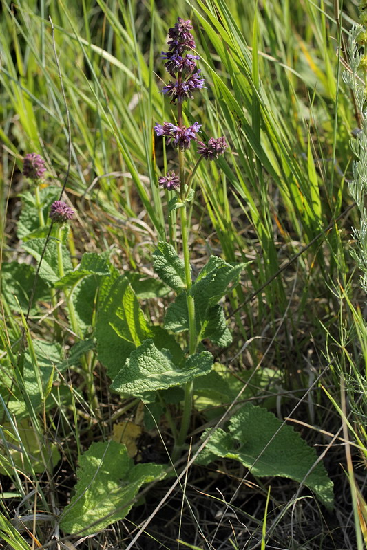 Изображение особи Salvia verticillata.