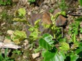 Betula litwinowii