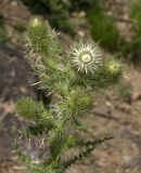 Cirsium echinus