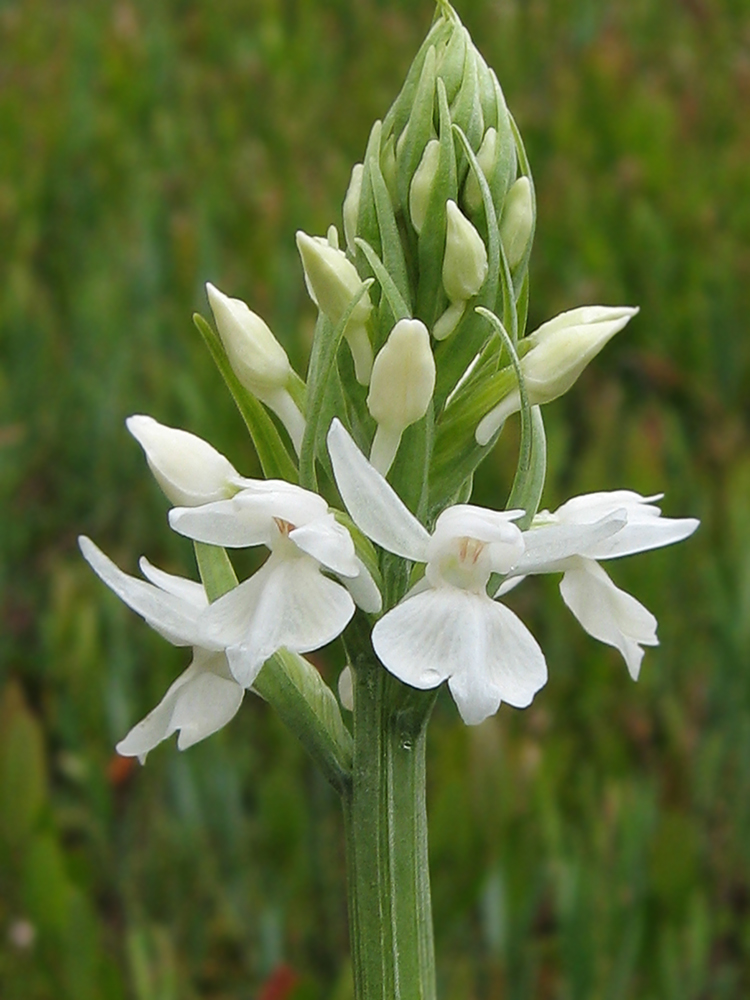 Image of Dactylorhiza maculata specimen.