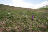 Primula amoena