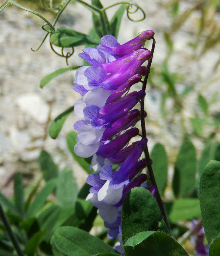 Изображение особи Vicia villosa.