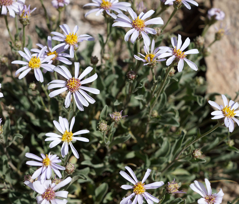 Image of Rhinactinidia limoniifolia specimen.