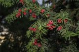 Taxus baccata