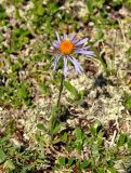 Erigeron flaccidus