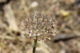 Allium verticillatum