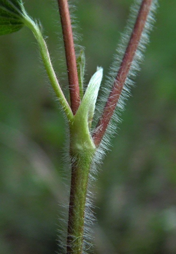 Изображение особи Fragaria viridis.