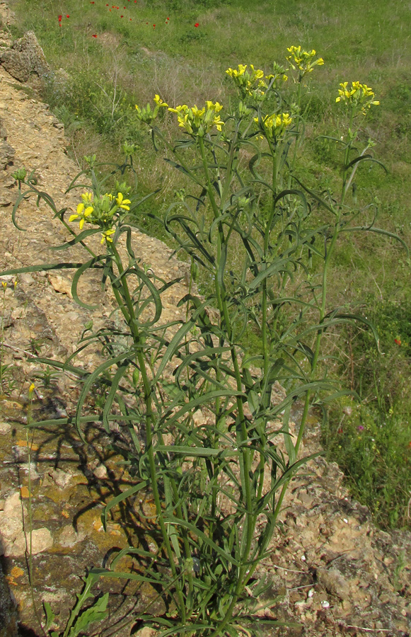 Изображение особи Erysimum canescens.