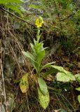 Verbascum thapsus. Цветущее растение. Южный Урал, Челябинская обл., правый берег р. Ай, залесенный склон скального массива ниже Больших Притесов. 9 июля 2016 г.