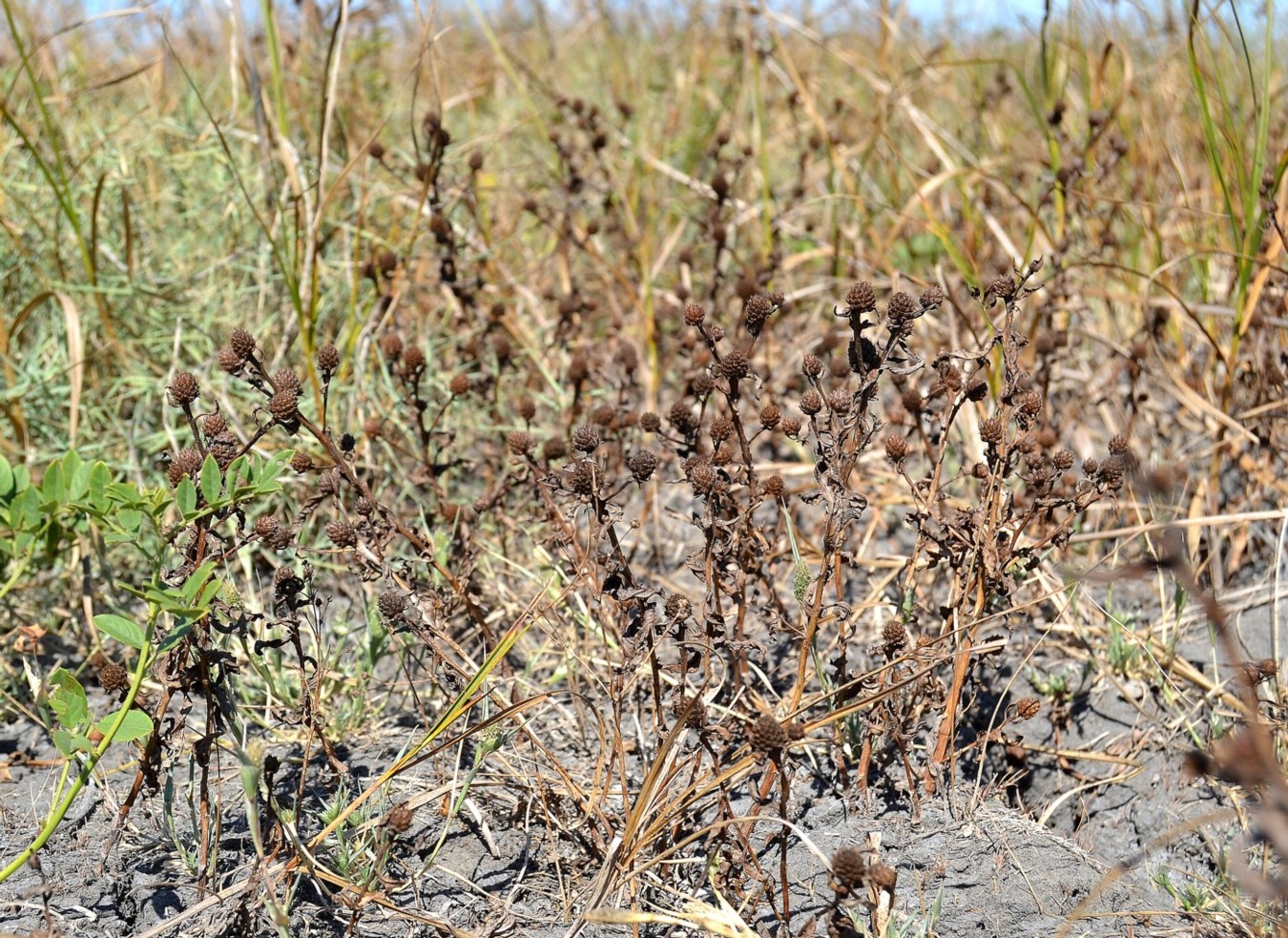 Изображение особи Sphaeranthus strobilifer.