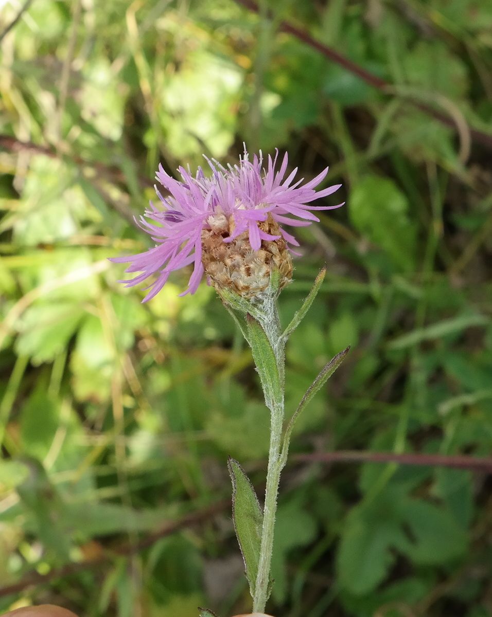 Изображение особи Centaurea jacea ssp. substituta.