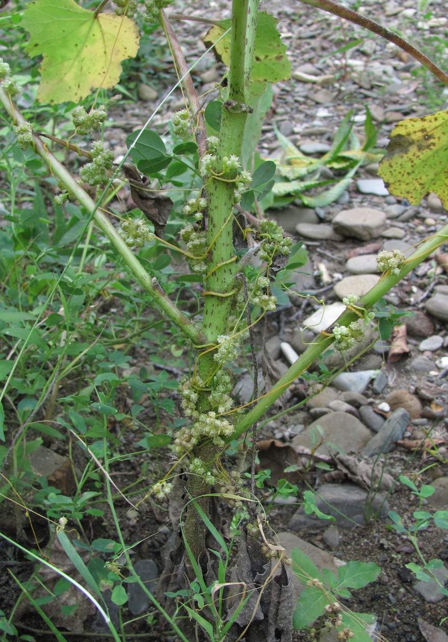 Изображение особи Cuscuta campestris.