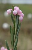 Andromeda polifolia. Верхушка цветущего растения. Пермский край, Краснокамский р-н, окр. ст. Шабуничи, сфагновое болото на берегу торфяного озера. 23.05.2015.