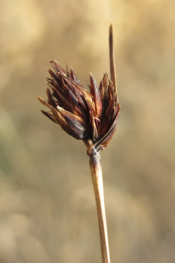 Изображение особи Schoenus nigricans.