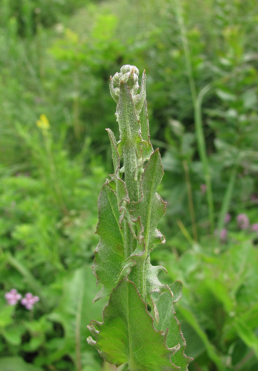 Изображение особи Crepis pannonica.