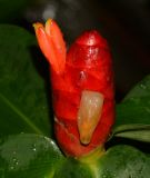 Costus woodsonii. Соцветие с цветком и отцветшим цветком. Таиланд, о-в Пхукет, курорт Ката, территория гостиницы, в культуре. 08.01.2017.